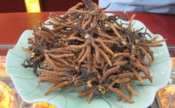 兑铺回收冬虫夏草的三个使用方法